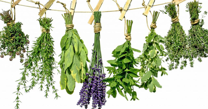 Best Herbs Daily Routines